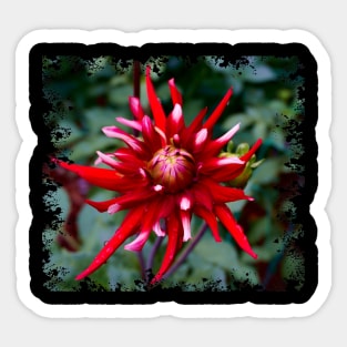 Spiky Red Dahlia Sticker